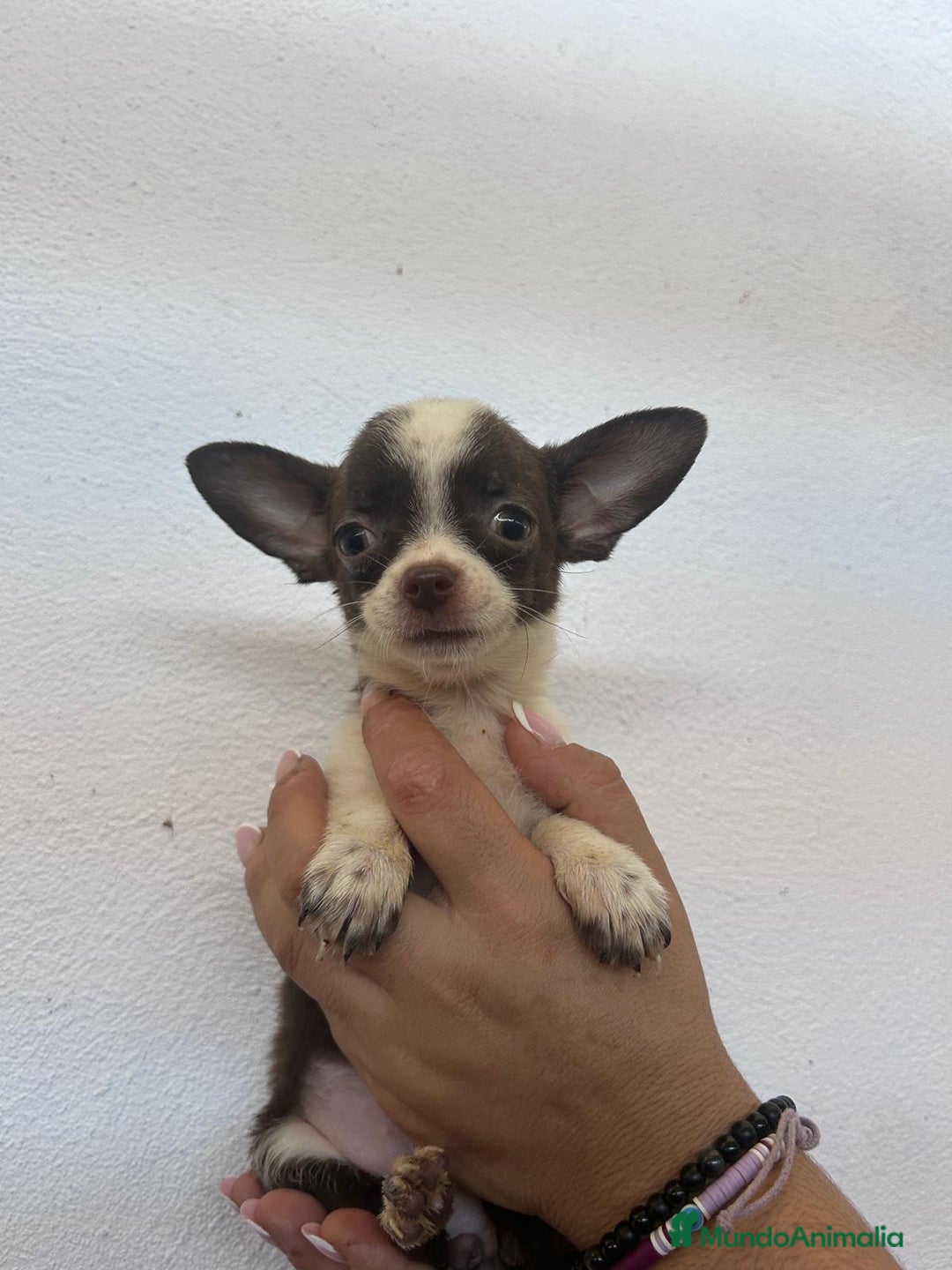 Chihuahua perros en venta: Chihuahuas - Imagen 2