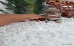 Chihuahua perros en venta: CHIHUAHU LILAC AND TAN - Imagen 8