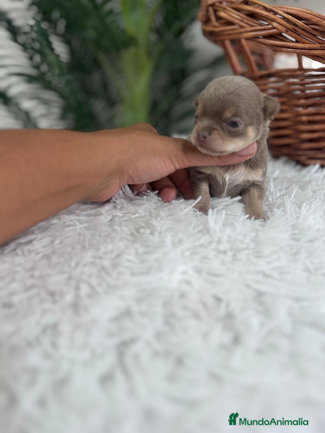 Chihuahua perros en venta: CHIHUAHU LILAC AND TAN - Imagen 8