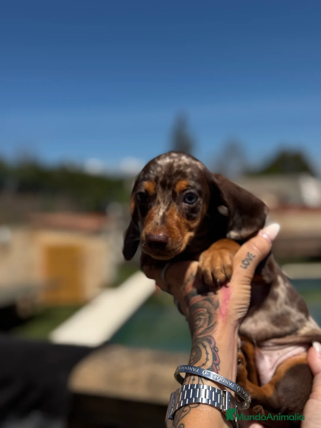 Teckel Miniatura perros en venta: Teckel mni en Illes Balears - Anuncio 7