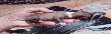 Chihuahua 3