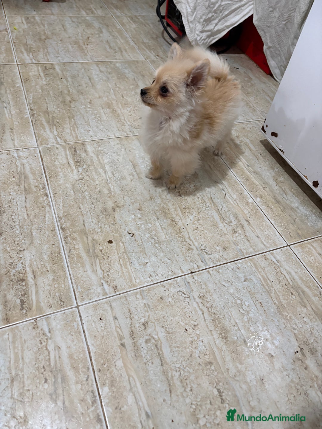 Pomerania perros en venta: Pomerania micro Toy 7 meses 790gramos  - Anuncio 5