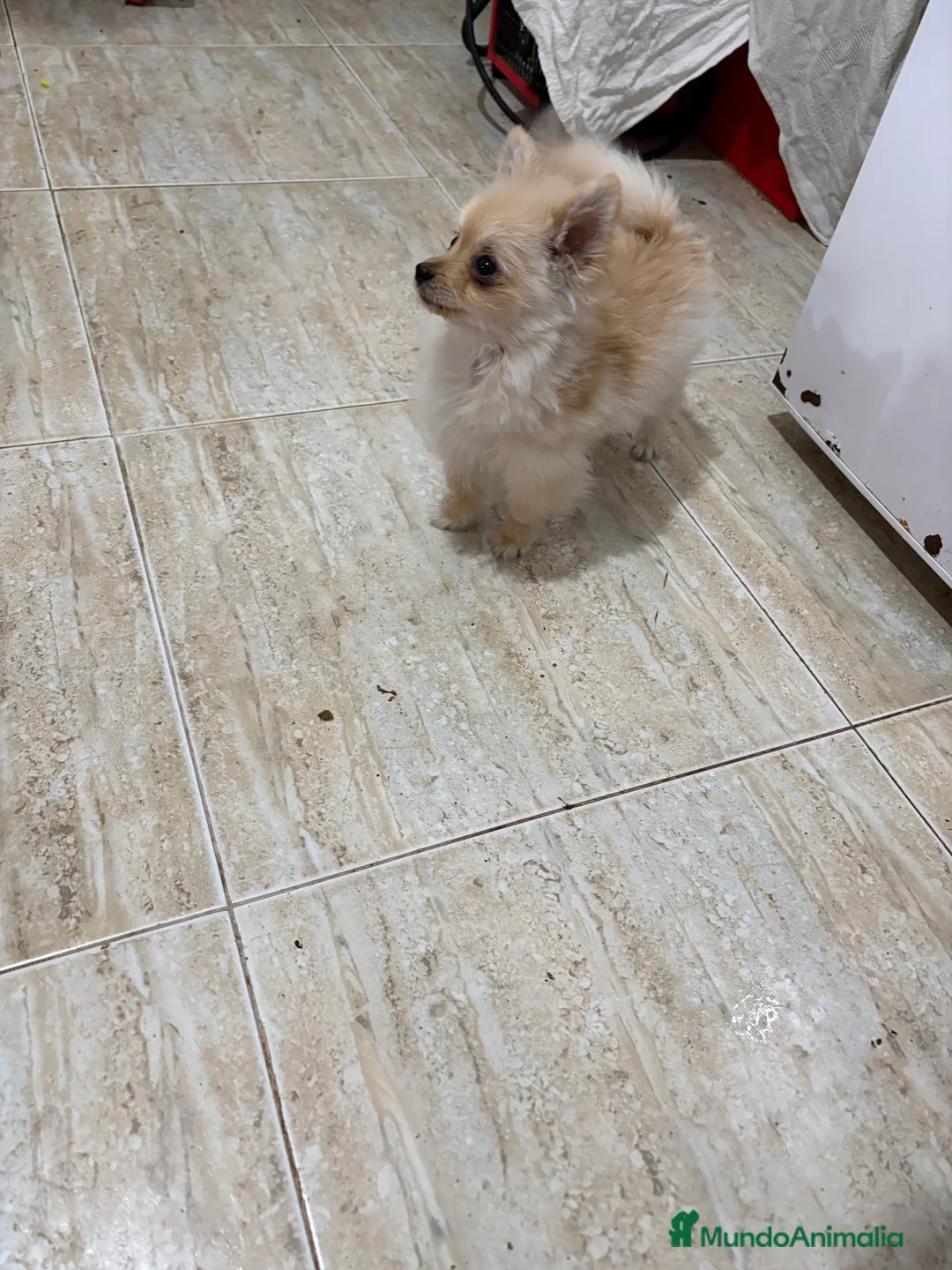 Pomerania perros en venta: Pomerania micro Toy 7 meses 790gramos  - Anuncio 5