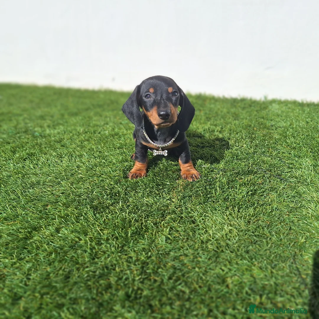 Teckel Miniatura perros en venta: TECKEL MINIATURA  - Anuncio 1