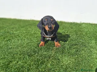 Teckel Miniatura perros TECKEL MINIATURA - Anuncio 1