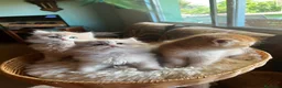 Británico de Pelo Corto gatos en venta: Camada de british longhair y shorthair golden - Anuncio 4