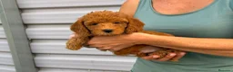 Raza Mixta perros en venta: Caniches enanos - Anuncio 4