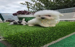 Bichón Maltés perros en venta: Bichon maktes coreano y americano  - Imagen 2