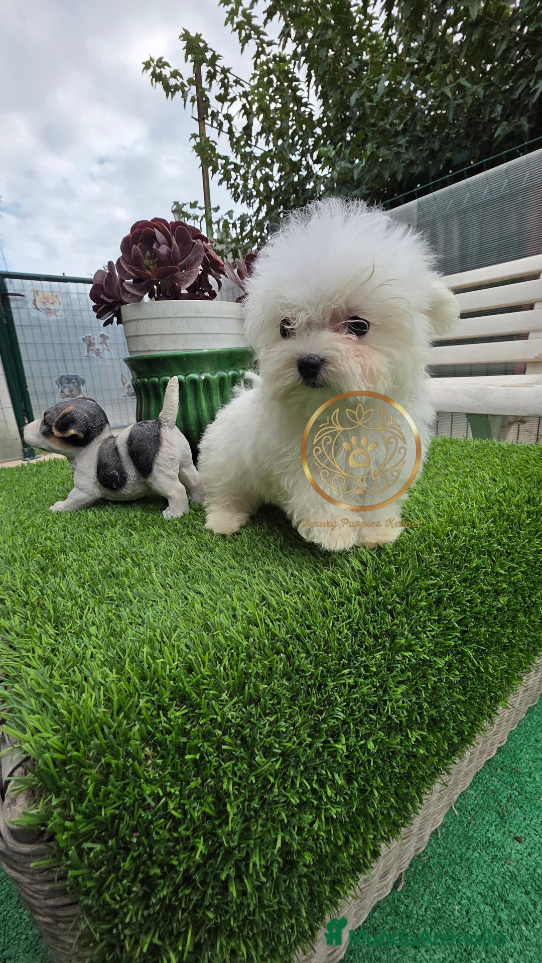 Bichón Maltés perros en venta: Bichon maktes coreano y americano  - Imagen 2