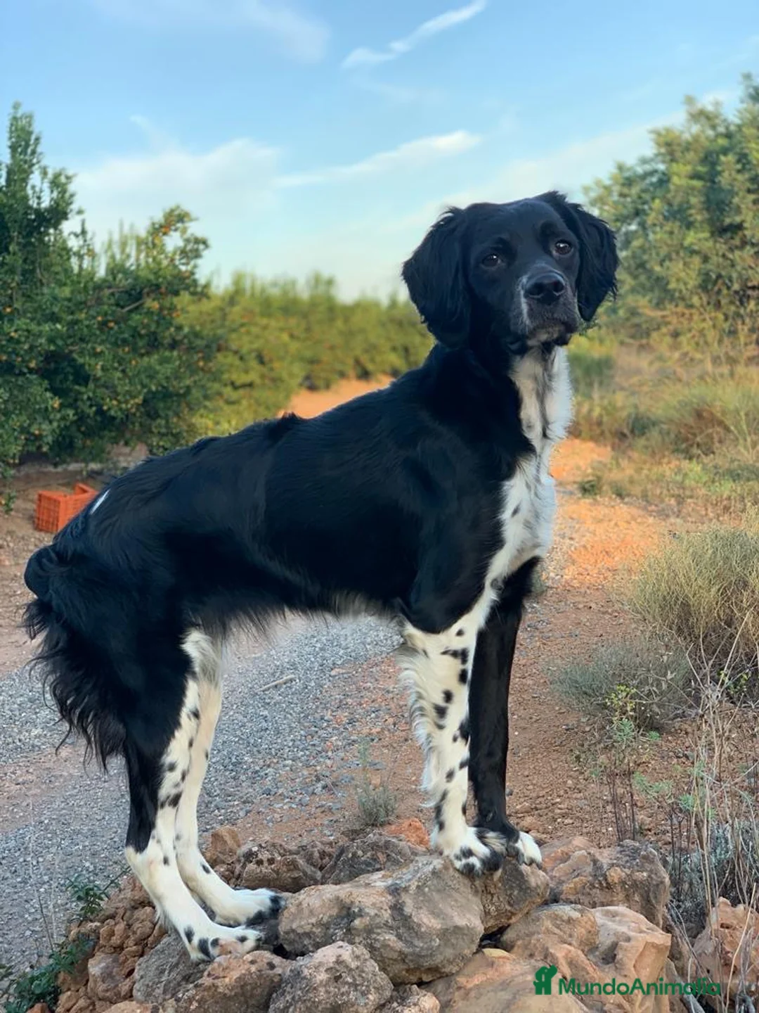 Épagneul Breton perros en venta: Epagneul bretón  en Castellón - Anuncio 14