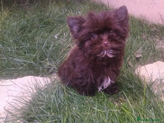 Yorkshire Terrier perros Exclusivos Yorkshire Chocolate toy - Anuncio 3