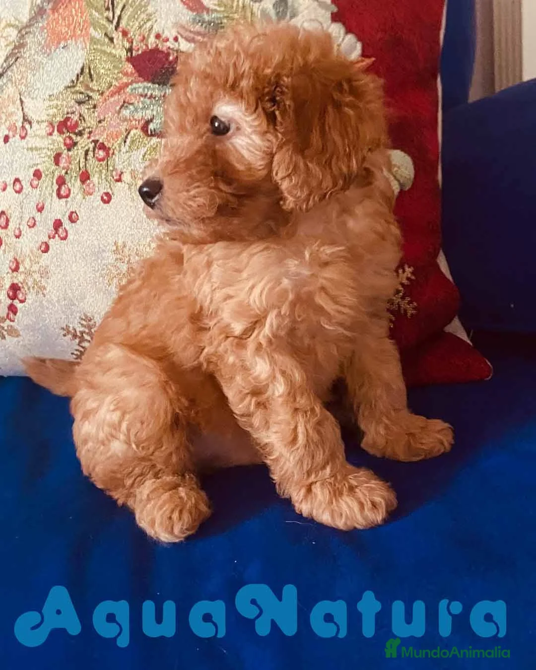 Caniche Toy perros en venta: Camada Caniches Barbie y Can - AQUANATURA en Barcelona - Anuncio 16