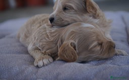 Maltipoo perros en venta: 🐾 Kepi y Harry – Maltipoo color crema ☁️ - Imagen 2