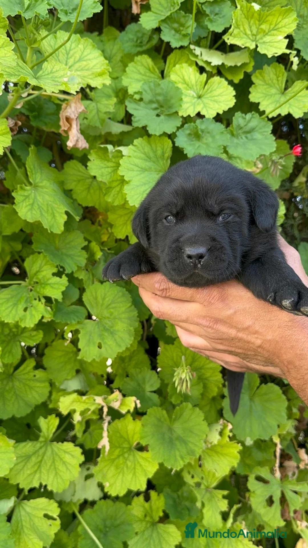 Labrador Retriever perros en venta: LABRADOR - Anuncio 14