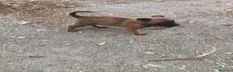 Pastor Belga Malinois perros en venta: PRECIOSA MALINOIS - Anuncio 2