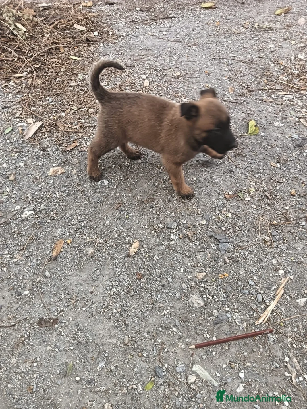 Pastor Belga Malinois perros en venta: PRECIOSA MALINOIS - Anuncio 2
