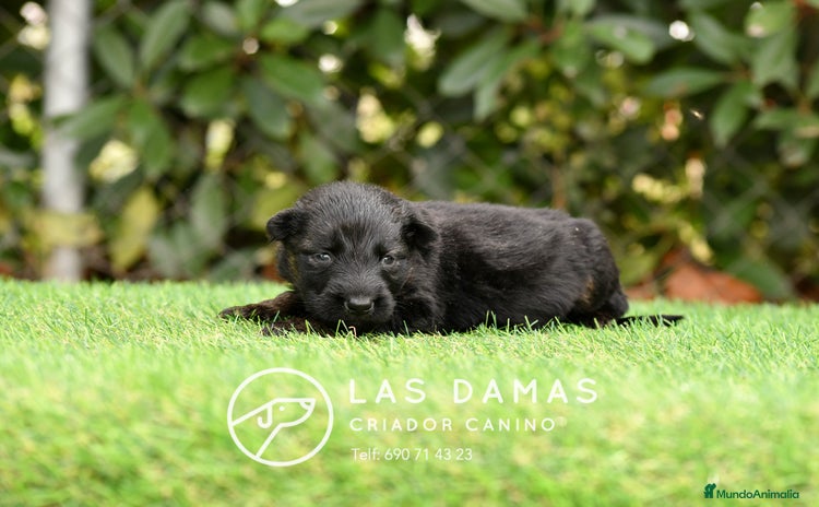Pastor Alemán perros - Anuncio 7