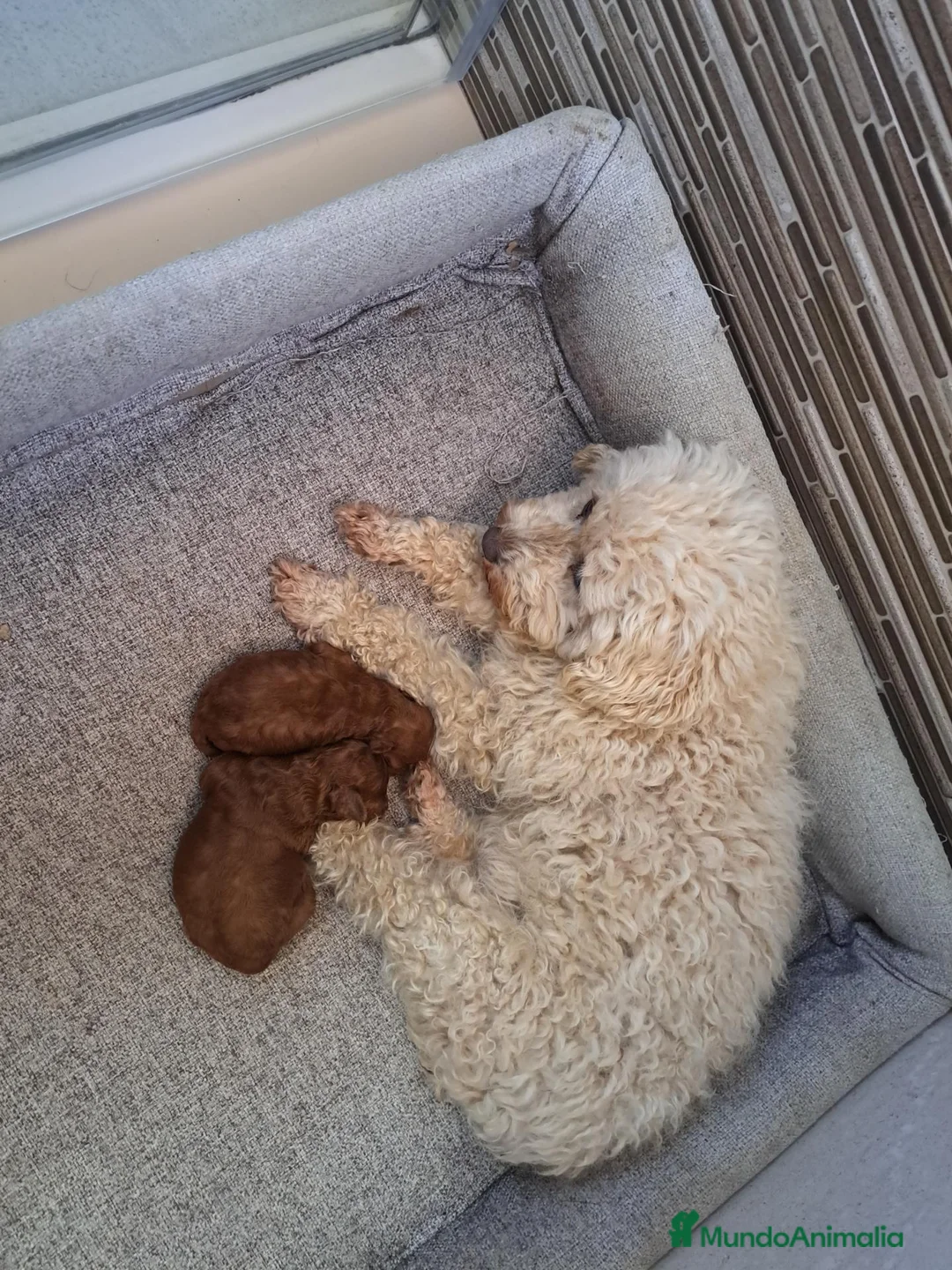Caniche Toy perros en venta: Can8che toy - Anuncio 1