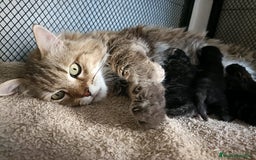 Siberiano gatos en venta: Gatitos Siberianos Hipoalergénicos - Imagen 4