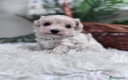 Maltipoo perros en venta: MALTIPOO MACHO - Anuncio 20