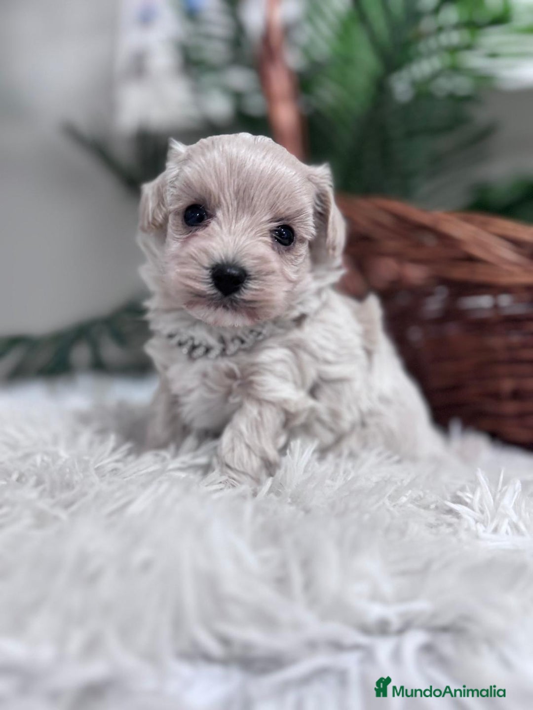 Maltipoo perros en venta: MALTIPOO MACHO - Anuncio 20