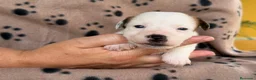 Jack Russell Terrier perros en venta: Cachorros de jack Russell disponibles - Anuncio 4