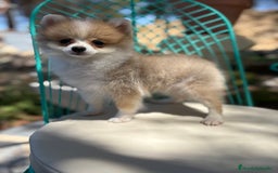 Pomerania perros en venta: Pomerania Hembra toy  - Imagen 5