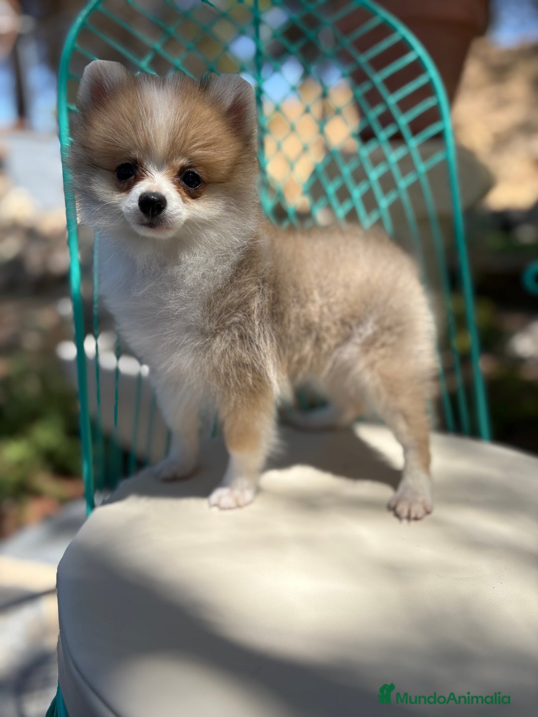 Pomerania perros en venta: Pomerania Hembra toy  - Imagen 5