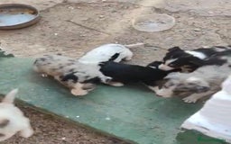 Border Collie perros en venta: Nueva camada border collie  - Imagen 10