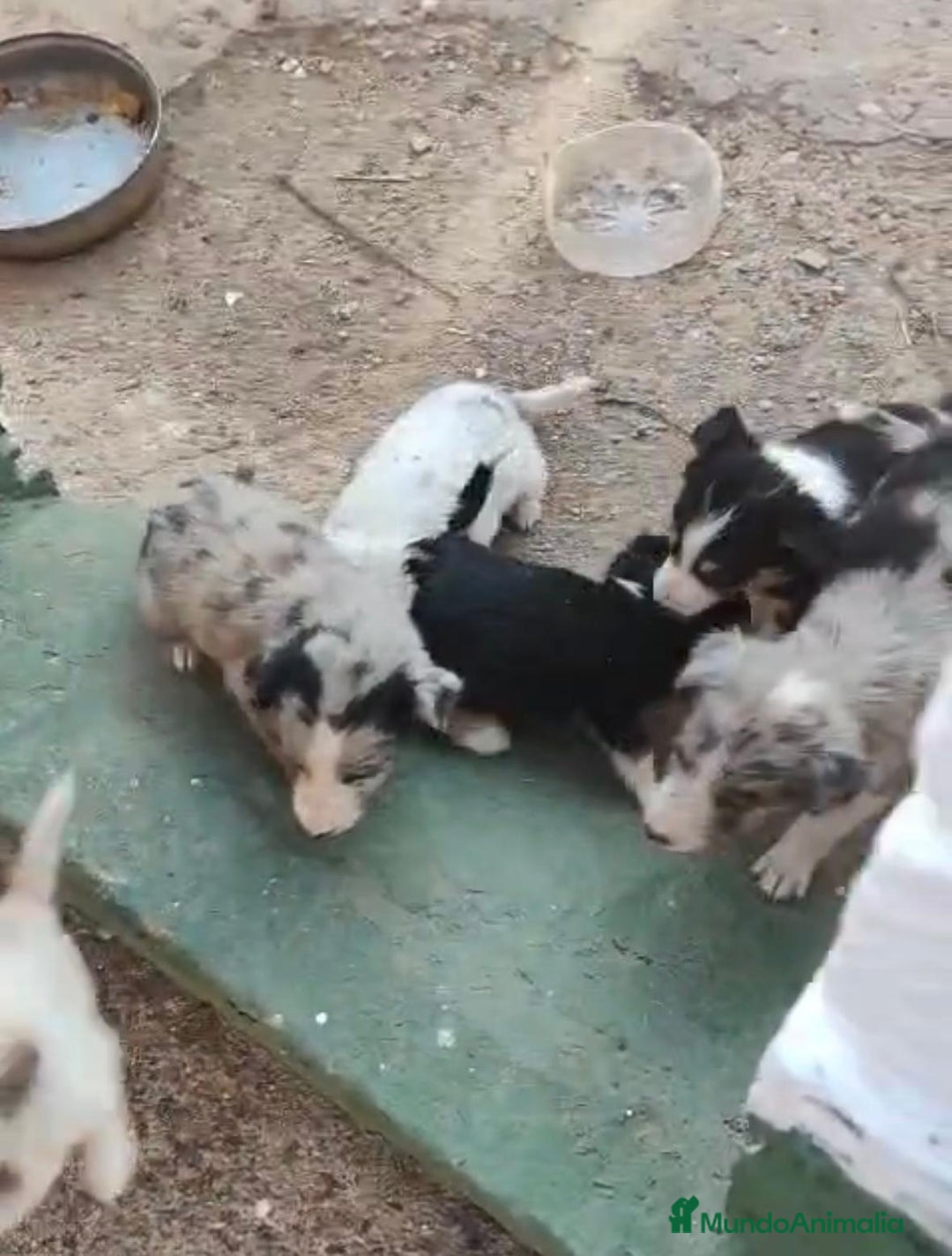Border Collie perros en venta: Nueva camada border collie  - Imagen 10