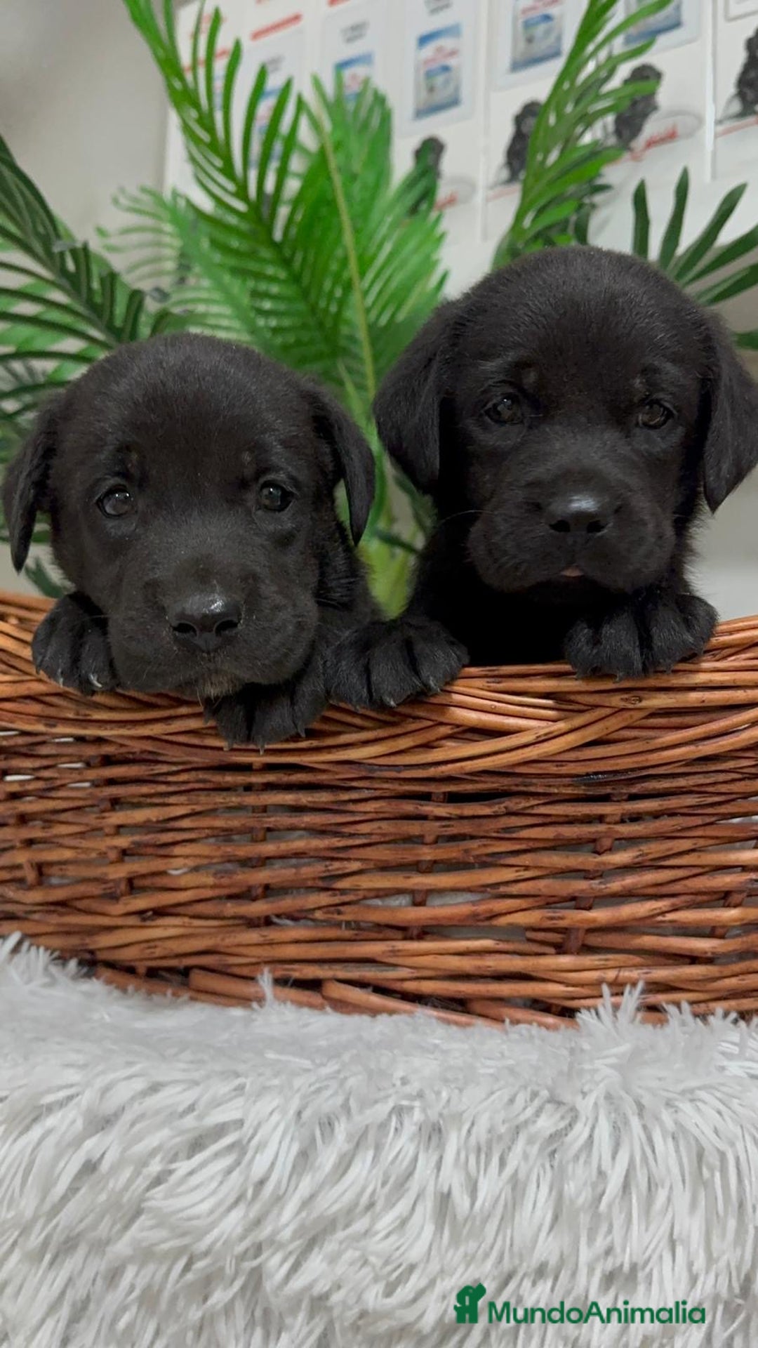 Labrador Retriever perros en venta: LABRADOR MACHO - Imagen 9
