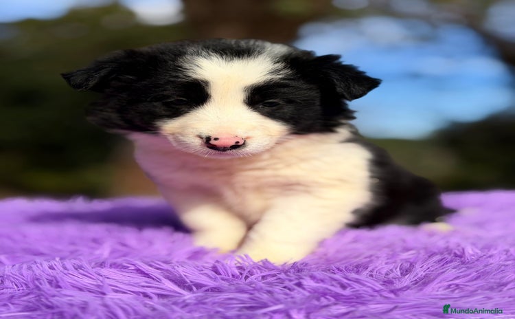 Border Collie perros BORDER COLLIE NEGRO Y BLANCO - Anuncio 2