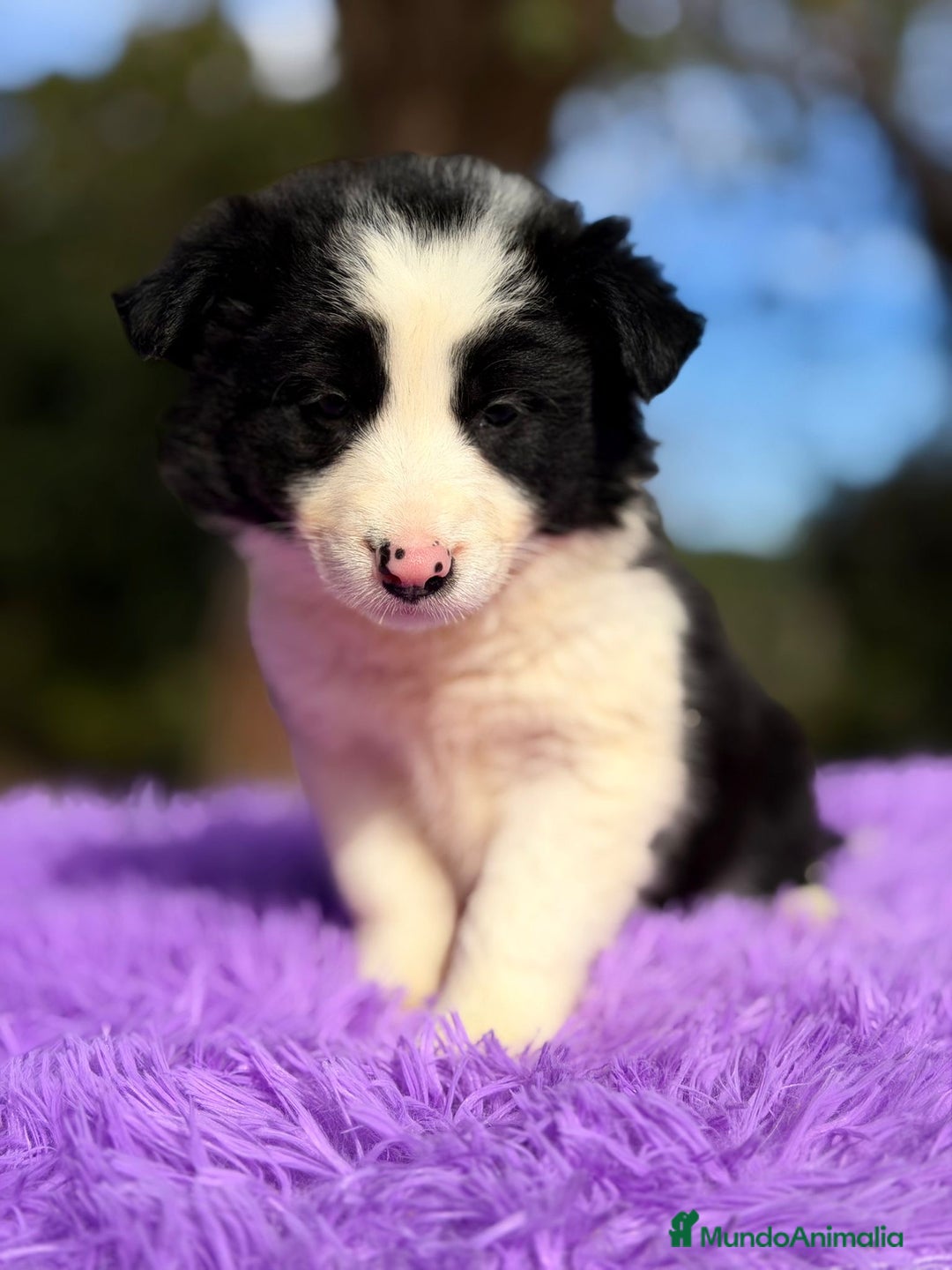 Border Collie perros en venta: BORDER COLLIE NEGRO Y BLANCO - Anuncio 1