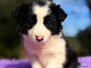 Border Collie perros BORDER COLLIE NEGRO Y BLANCO - Anuncio 2