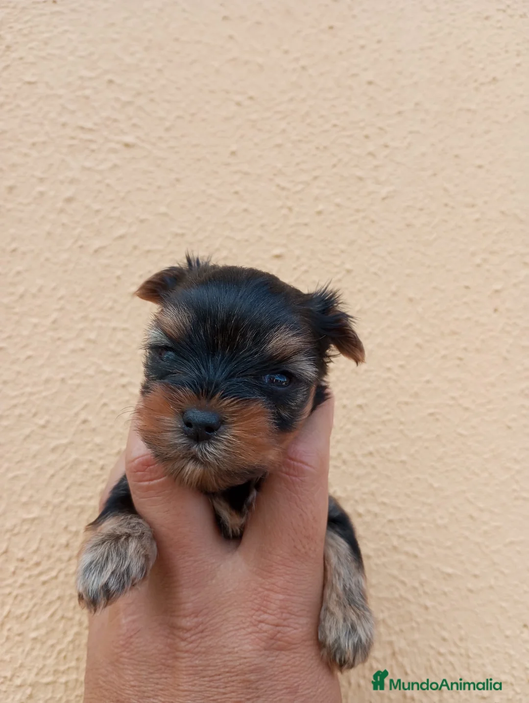 Yorkshire Terrier perros en venta: Yorkshire toy - Anuncio 2