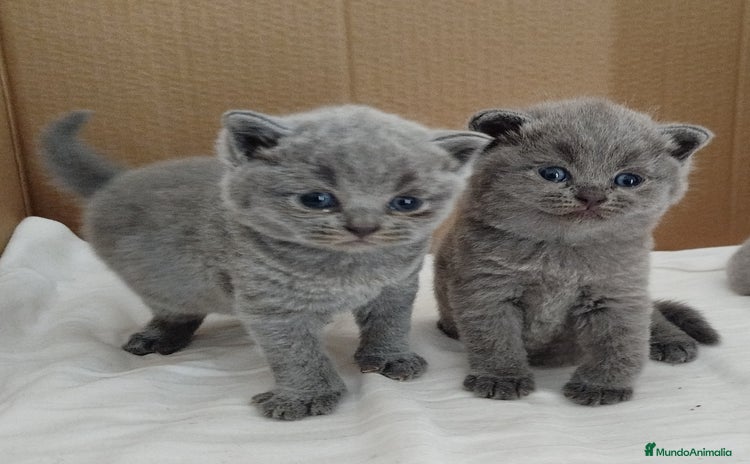 Británico de Pelo Corto gatos - Anuncio 2