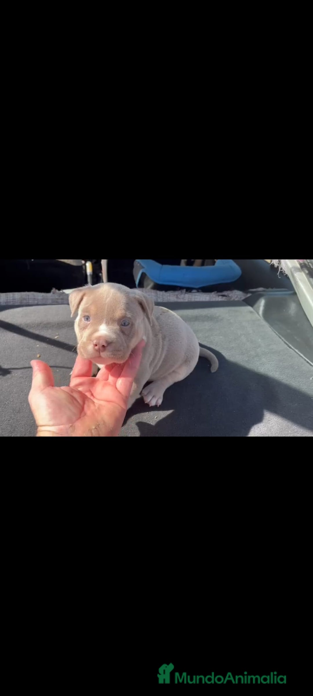 American Bully perros en venta: American bully pocket  - Imagen 7