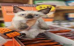 Siamés gatos en venta: Siames - Imagen 1