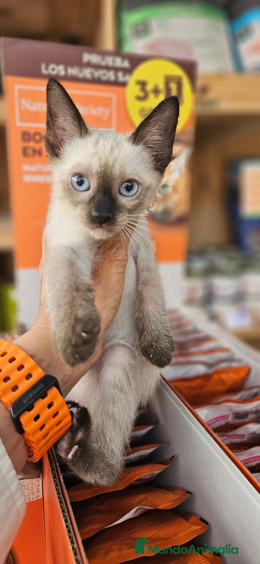 Siamés gatos en venta: Siames - Imagen 1