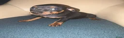 Pinscher Miniatura perros en venta: Pinscher miniatura  - Anuncio 7