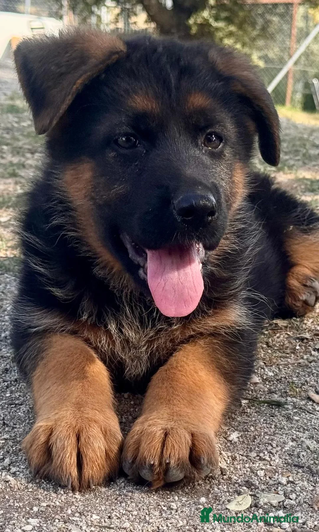 Pastor Alemán perros en venta: la mejor hembra de pastor alemán  - Anuncio 10