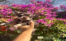 Chihuahua perros en venta: Chihuhua Toy chocolate  - Imagen 1