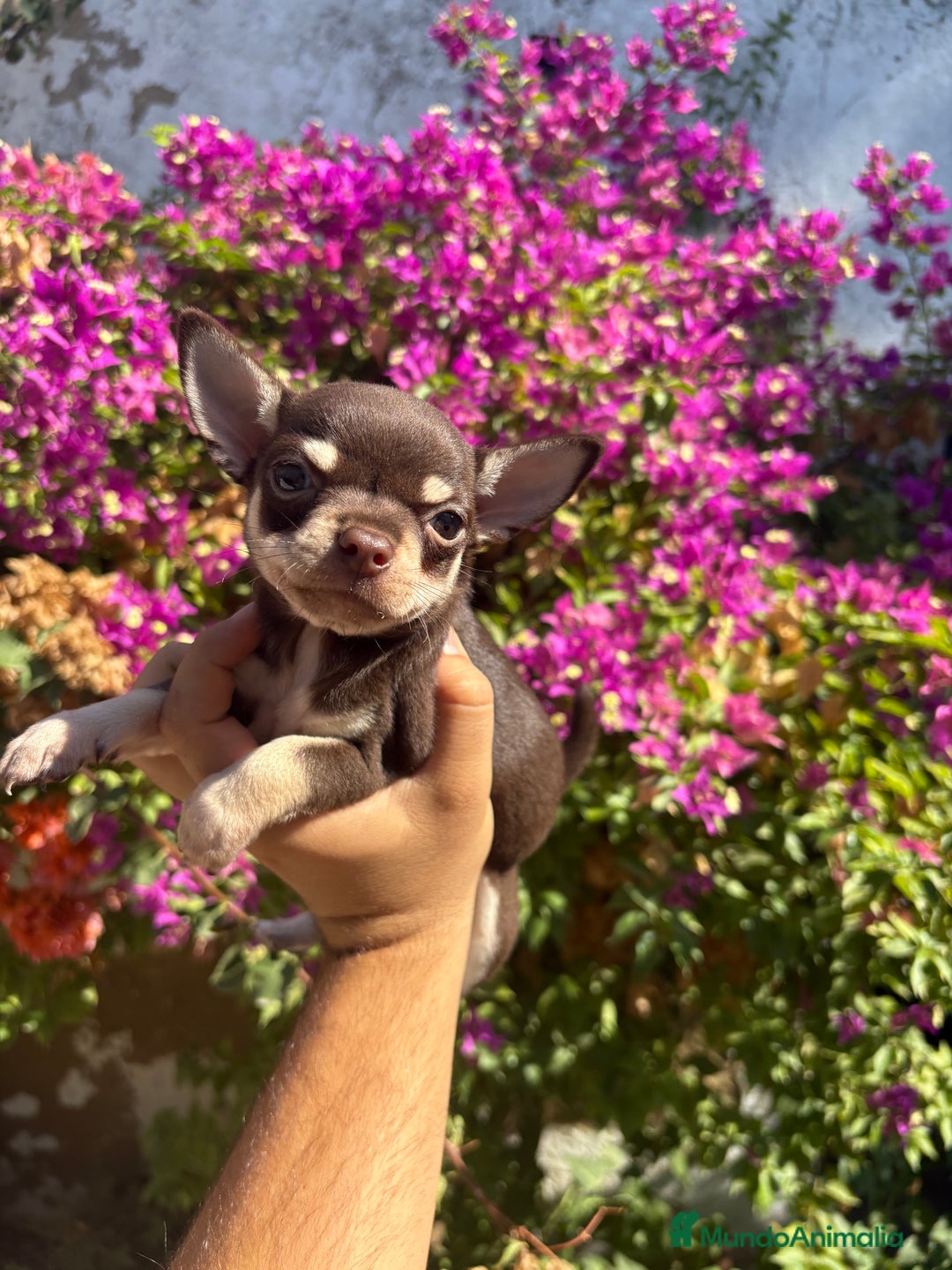 Chihuahua perros en venta: Chihuhua Toy chocolate  - Imagen 1