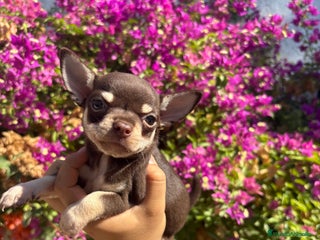Chihuahua perros - Anuncio 32