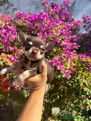Chihuahua perros - Anuncio 7