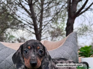 Teckel perros en Ciudad Real - Anuncio 21