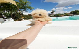 Bichón Maltés perros en venta: Bichón maltés toy  - Imagen 3