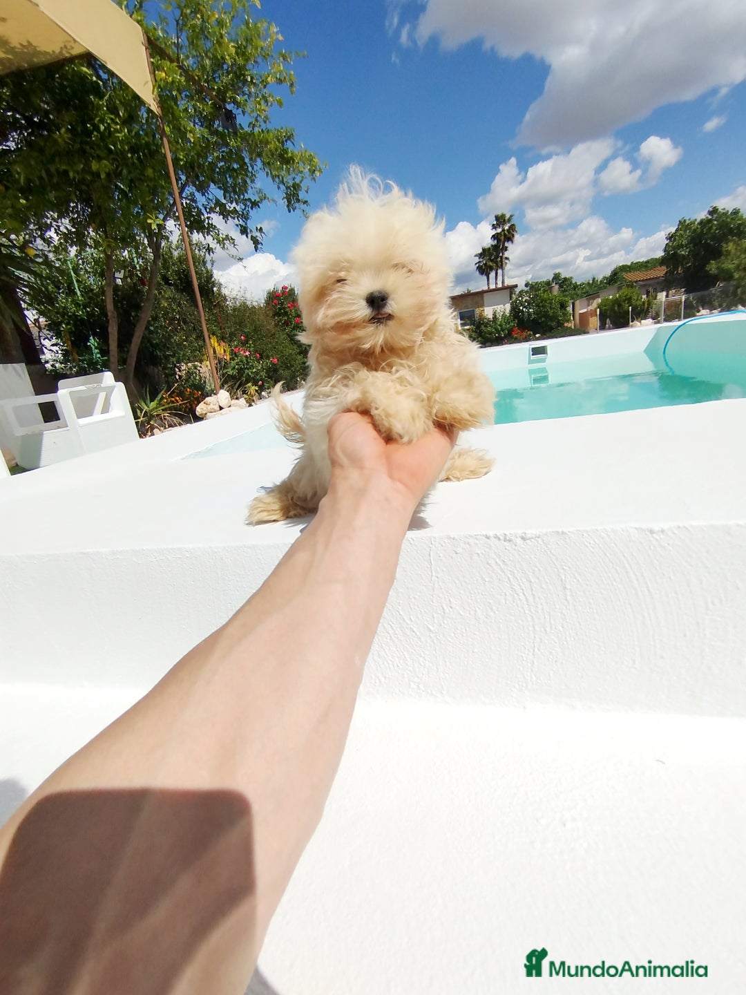 Bichón Maltés perros en venta: Bichón maltés toy  - Imagen 3