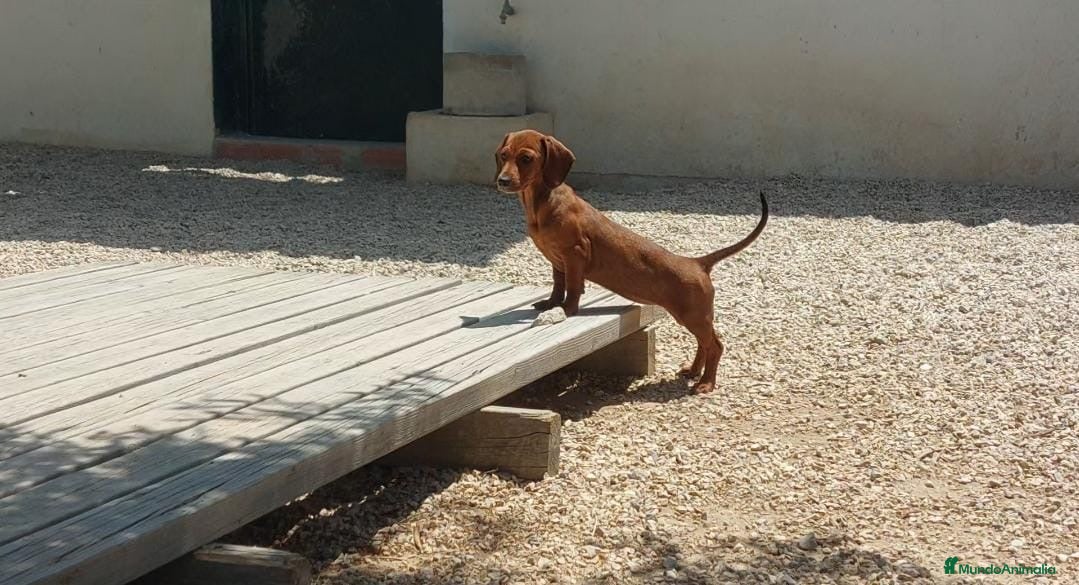 Teckel Miniatura perros Teckel en Caraby Benidorm  en Alicante - Anuncio 1