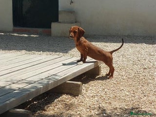 Teckel Miniatura perros Teckel en Caraby Benidorm en Alicante - Anuncio 1